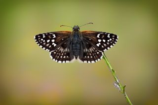 Sarbandl Zpzp (Pyrgus sidae)