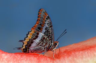 ift Kuyruklu Paa (Charaxes jasius )