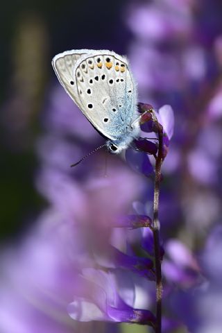 okgzl Amanda (Polyommatus amandus)