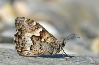 Gney Kzlmelei (Hipparchia senthes)