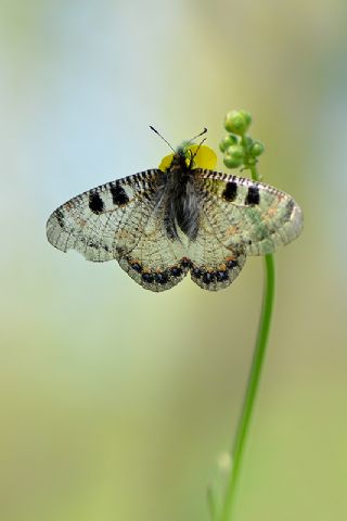 Yalanc Apollo (Archon apollinus)