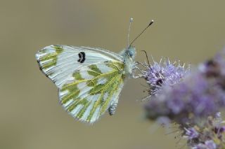 Kk Beneklimelek (Pontia chloridice)