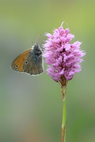 Kafkasya Zpzp Perisi (Coenonympha symphita)