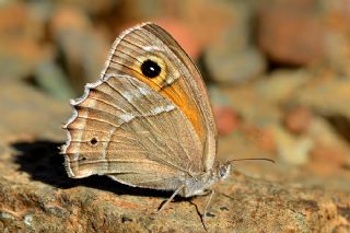 Ar Esmerperisi (Hyponephele wagneri)