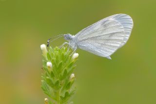 Narin Orman Beyaz (Leptidea sinapis)