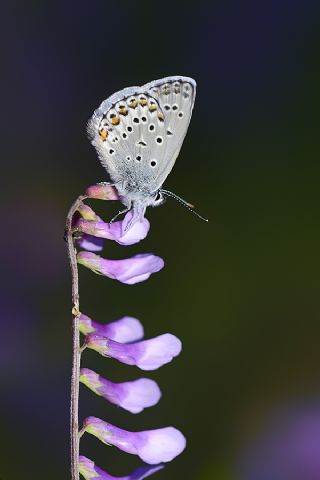 Anadolu Esmergz (Plebejus modicus)