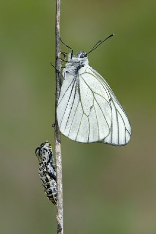 Al Beyaz (Aporia crataegi)