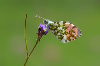 Turuncu Ssl (Anthocharis cardamines)