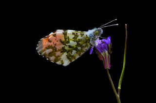 Turuncu Ssl (Anthocharis cardamines)