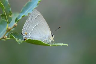 Mormee (Favonius quercus)