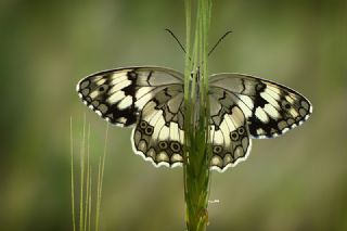 Anadolu Melikesi (Melanargia larissa)