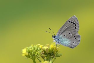 Karagz Mavisi (Glaucopsyche alexis)