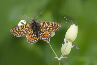 Nazuum (Euphydryas aurinia)