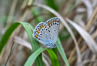 Anadolu Esmergz (Plebejus modicus)