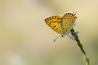 Kk Ate Gzeli (Lycaena thersamon)