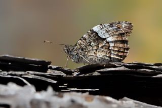 Byk Karamelek (Hipparchia syriaca)