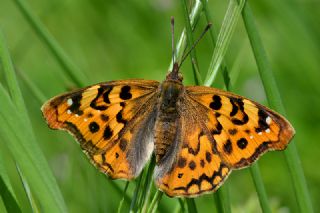 Anadolu ehzadesi (Thaleropis ionia)