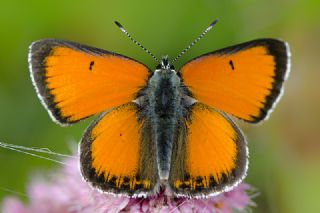 Ate Bakr Gzeli (Lycaena candens)