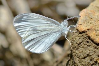 Narin Orman Beyaz (Leptidea sinapis)