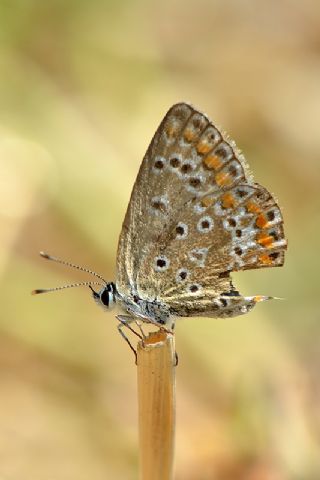 okgzl Meneke Mavisi (Polyommatus thersites)
