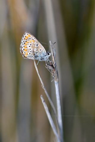 okgzl Esmer (Aricia agestis)