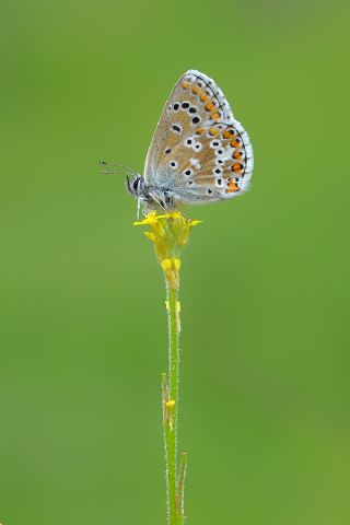 okgzl Balkan Mavisi (Aricia anteros )