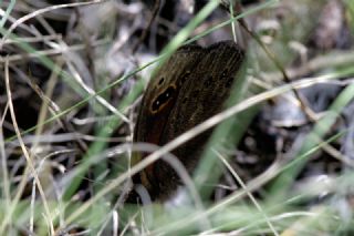 Uygur Gzelesmeri (Proterebia afra)