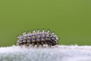 Gzel parhan (Melitaea trivia)