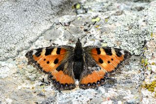 Aglais (Aglais urticae)