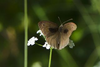 ayr Esmeri (Maniola jurtina)