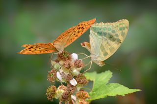 Cengaver (Argynnis paphia)