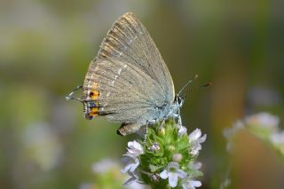 Minik Sevbeni (Satyrium acaciae)