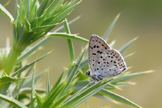 sli Bakr Gzeli (Lycaena tityrus)