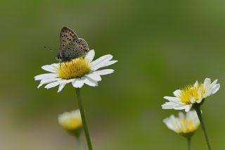 sli Bakr Gzeli (Lycaena tityrus)