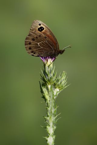 Uygur Gzelesmeri (Proterebia afra)