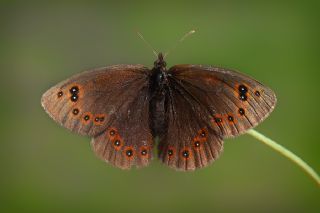 Uygur Gzelesmeri (Proterebia afra)