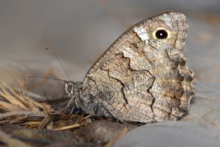 Anadolu Karamelei (Hipparchia fatua)