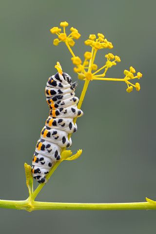 Kaplan Krlangkuyruk (Papilio alexanor)