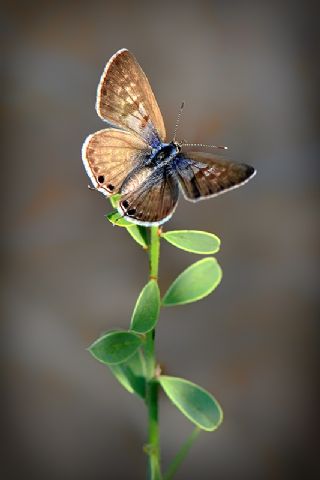 Mavi Zebra (Leptotes pirithous)
