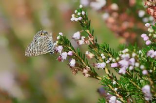 Mavi Zebra (Leptotes pirithous)