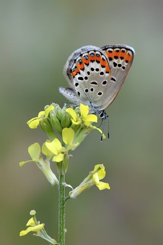 Gm Lekeli Esmergz (Plebejus argus)