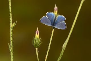 okgzl Gk Mavisi (Polyommatus bellargus)