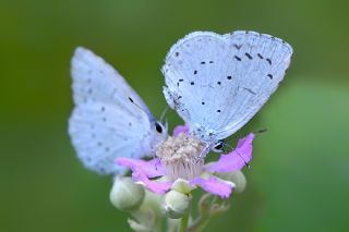 Kutsal Mavi (Celastrina argiolus)