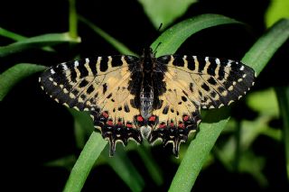 Orman Fistosu (Allancastria  cerisyi)