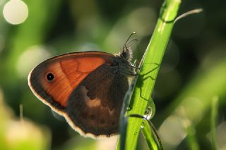 Kk Zpzp Perisi (Coenonympha pamphilus)