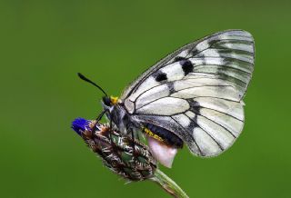 Dumanl Apollo (Parnassius mnemosyne)