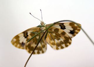 Yeni Beneklimelek (Pontia edusa)