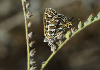 Krlangkuyruk (Papilio machaon)