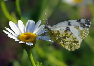 Da Oykls (Euchloe ausonia)