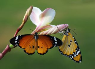 Sultan (Danaus chrysippus)